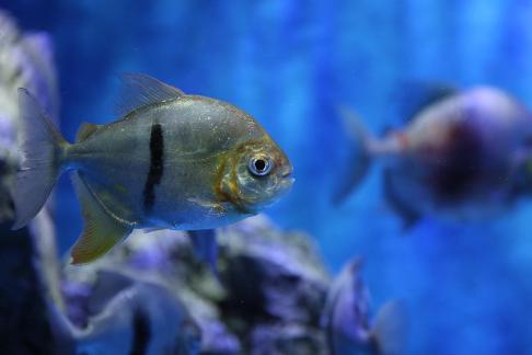 Metynnis hypsauchen 10