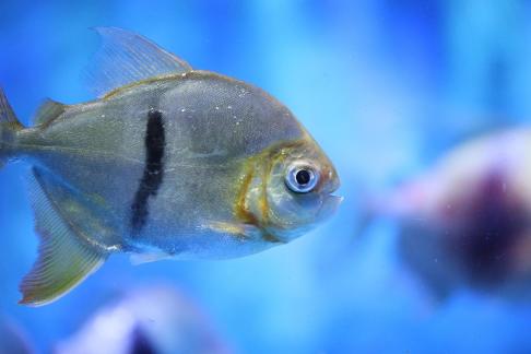 Metynnis hypsauchen 11