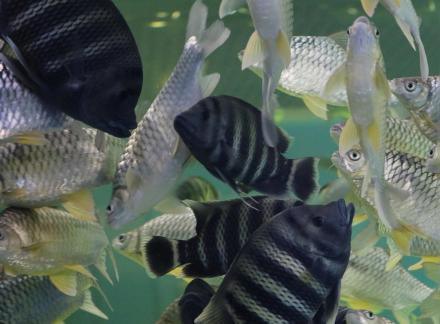 tilapia buttikoferi 1