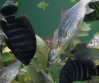 tilapia buttikoferi 2