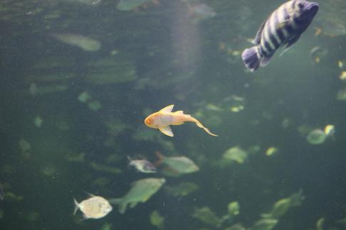 Yellow scavenger fish 1