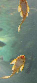 Yellow scavenger fish 4