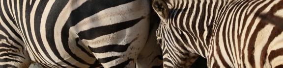 zebra 4