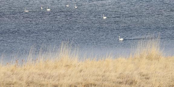 Middle reaches of Swan Lake 10