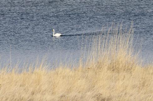 Middle reaches of Swan Lake 11