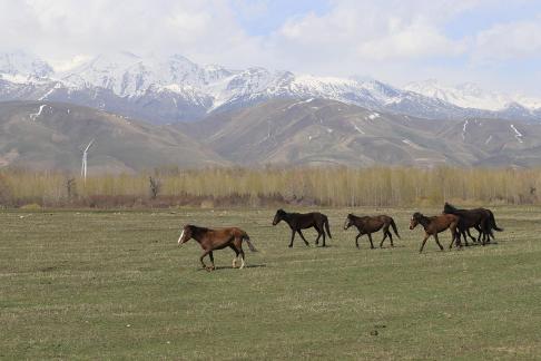 Grassland horse ranch 5