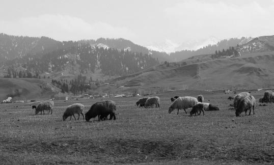 Grassland horse ranch 3