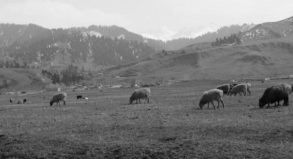 Grassland horse ranch 4