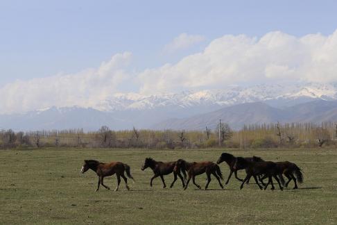 Grassland horse ranch 15