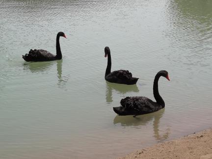 The Land of Black Swans 4