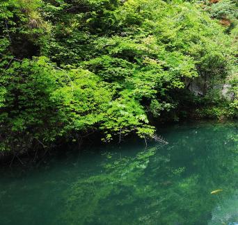 Green trees and clear water