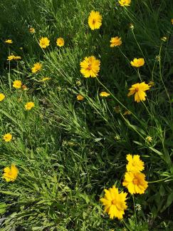 Brilliant mountain flowers 3