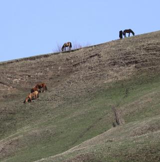 High mountain pasture 2