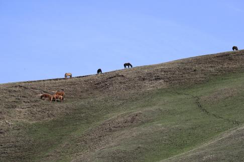 High mountain pasture 4