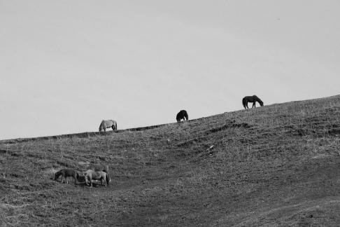High mountain pasture 5