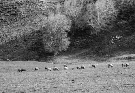 High mountain pasture 6