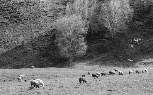 High mountain pasture 7