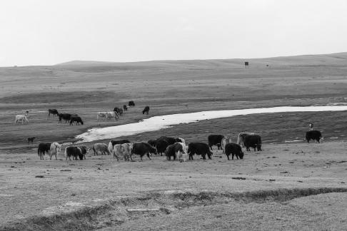 High mountain pasture 8