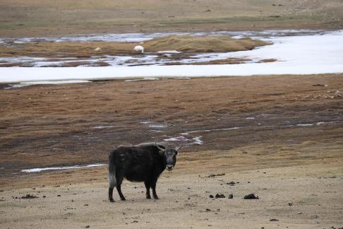 High mountain pasture 10