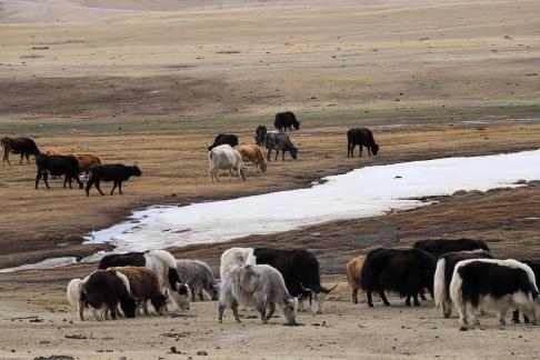 High mountain pasture 12