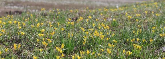 Cold Sky Yellow Flower 2
