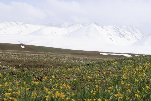 Cold Sky Yellow Flower 3