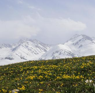 Cold Sky Yellow Flower 4