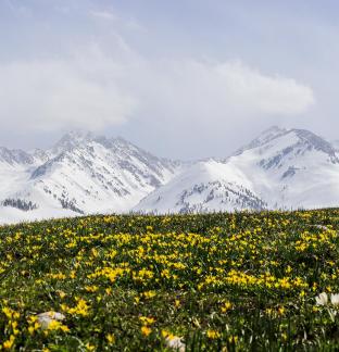 Cold Sky Yellow Flower 5