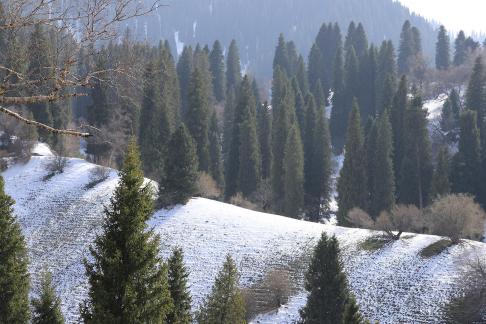 Cold Mountain Green Shadow 11