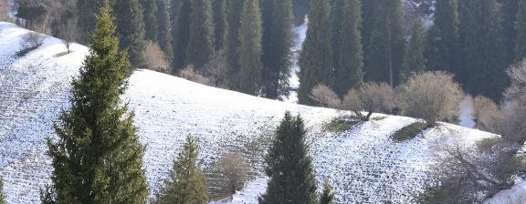 Cold Mountain Green Shadow 12