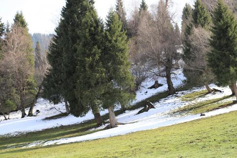 Cold Mountain Green Shadow 14