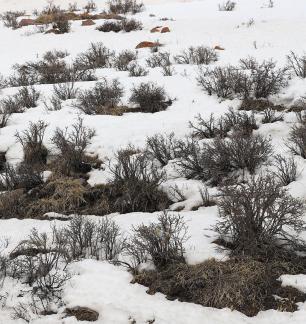 Empty field white painting 14