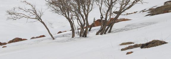 Empty field white painting 16