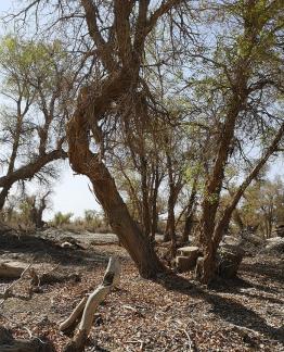 Desert tree shadow 5