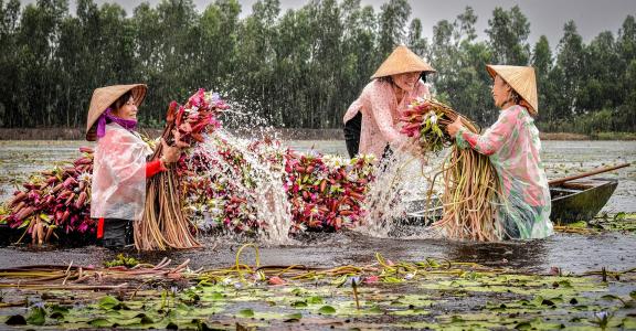 Wetland bloom gather