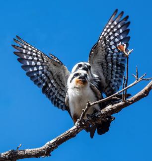 The dance of mating season