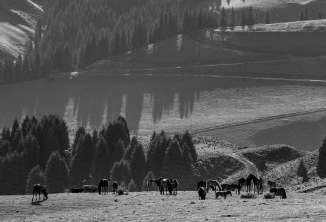 Grazing on the Grassland