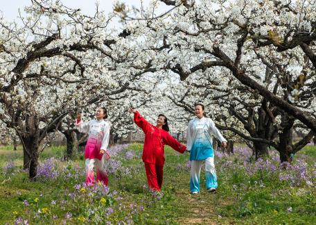 Spring Arrives at the Pear Orchard