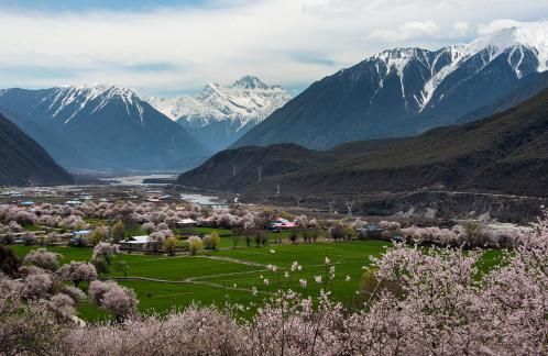 Tibetan peach blossoms