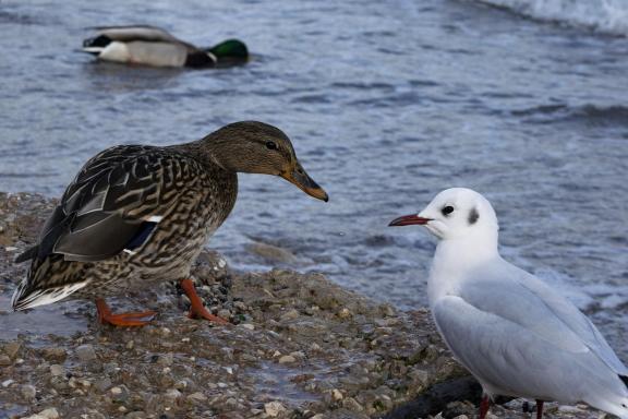 Bird communication
