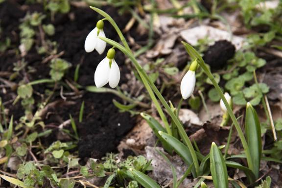 Snowdrops