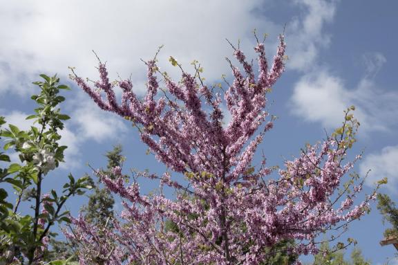 Spring bloom