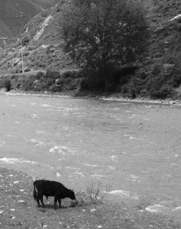Cattle grazing by the stream 1
