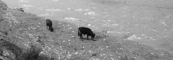 Cattle grazing by the stream 2