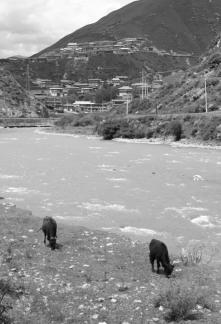 Cattle grazing by the stream 3