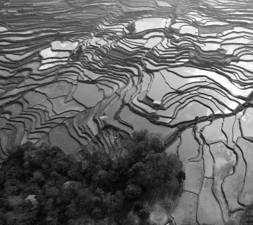 Terraced fields scenery 50