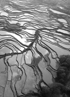 Terraced fields scenery 52