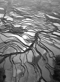Terraced fields scenery 53