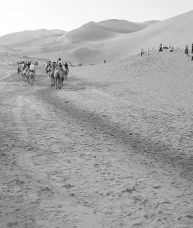 Desert Journey 36