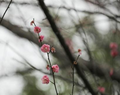 Red Plum Praise 41